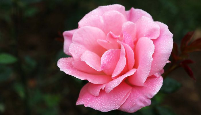 南宁花卉公园月季什么时候开花 月季花在南宁开花12月至来年5月