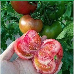 草莓西红柿苗44